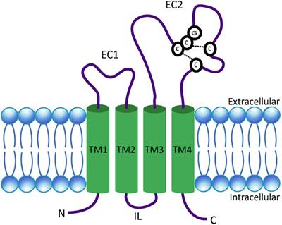 Tetraspanins as Potential Modulators of Glutamatergic Synaptic Function